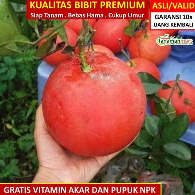 Promo Bibit Tanaman Buah JERUK RED PAMELO Unggul, Murah, Bergaransi COD