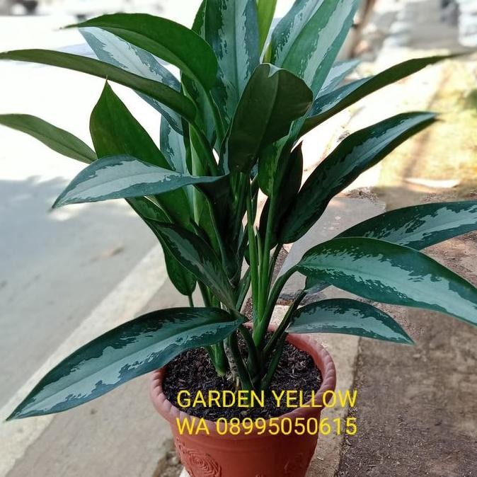 Promo TANAMAN HIAS SRI REJEKI + POT COD