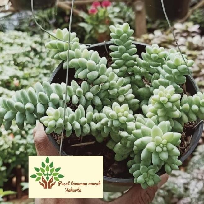 Promo tanaman hias air mata bunda / tanaman gantung / tanaman indoor COD