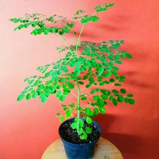 Promo Tanaman Hias Pohon Daun Kelor + Pot Hitam COD