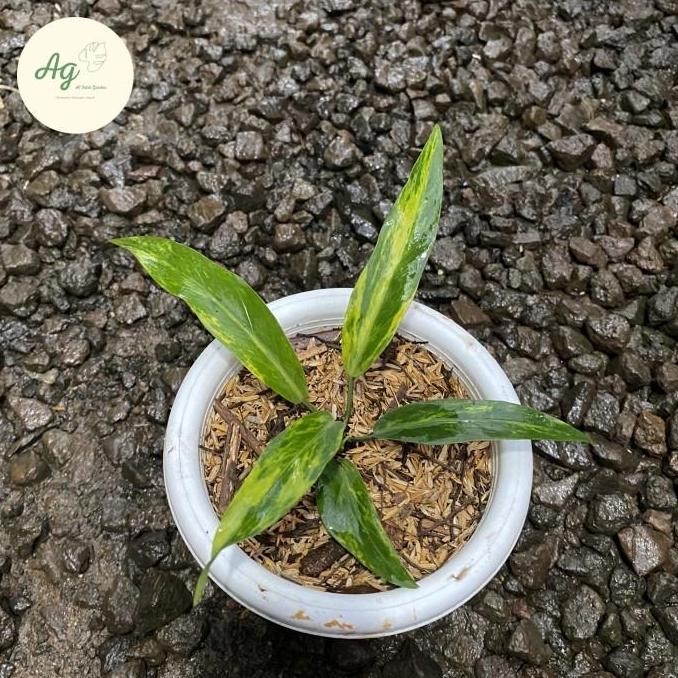 Promo anthurium plowmanii variegata COD