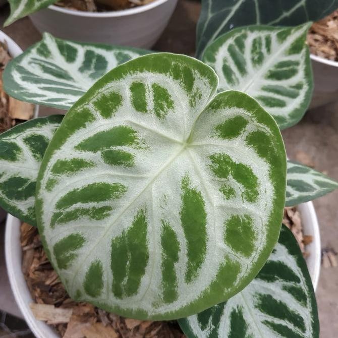 Promo Tanaman hias kuping gajah mangkok silver COD