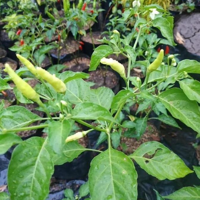 Bibit Tanaman Buah Cabai/ Cabe Setan/ Cabe Jablay OBRAALL yang cepat berbuah