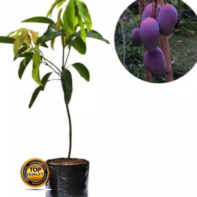 Bibit Tanaman Buah Mangga Irwin Super Jumbo Manis