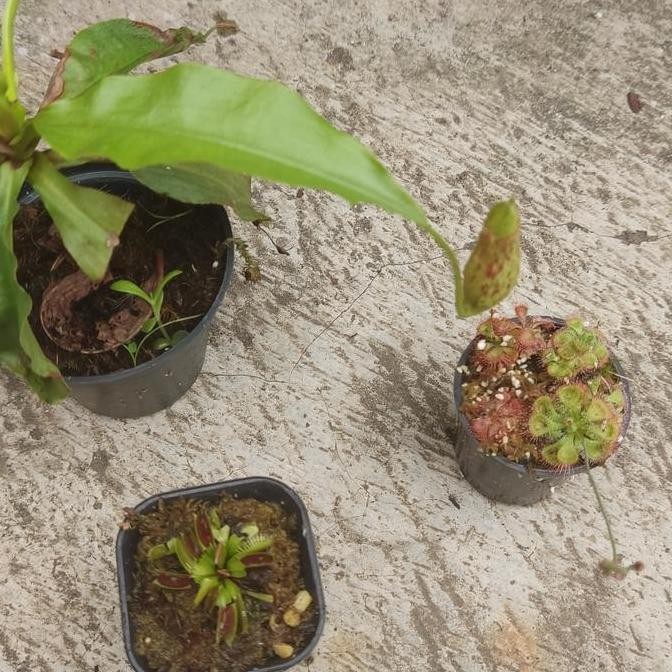 Paket Tanaman Karnivora ( Vft, Nepenthes, drosera)