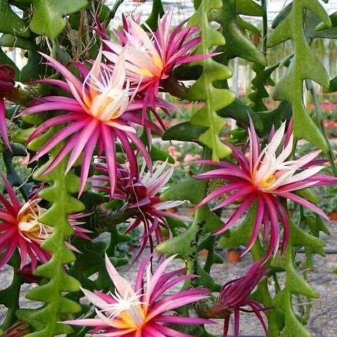 wijaya kusuma keris bunga merah - tanaman wijaya kusuma keris merah