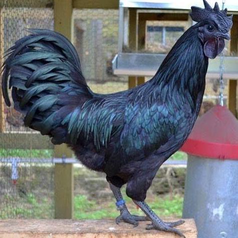 Ayam Cemani Asli