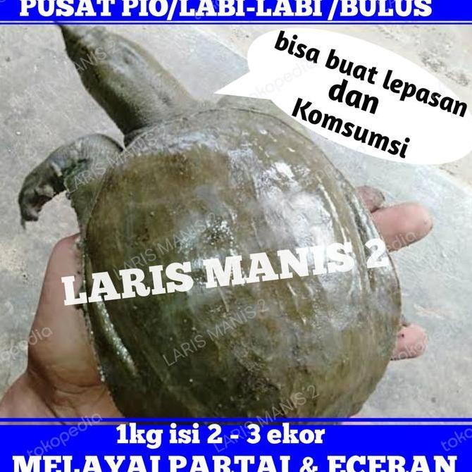 Deepanim- Labi Labi Pio Bulus Hidup 1000Gram