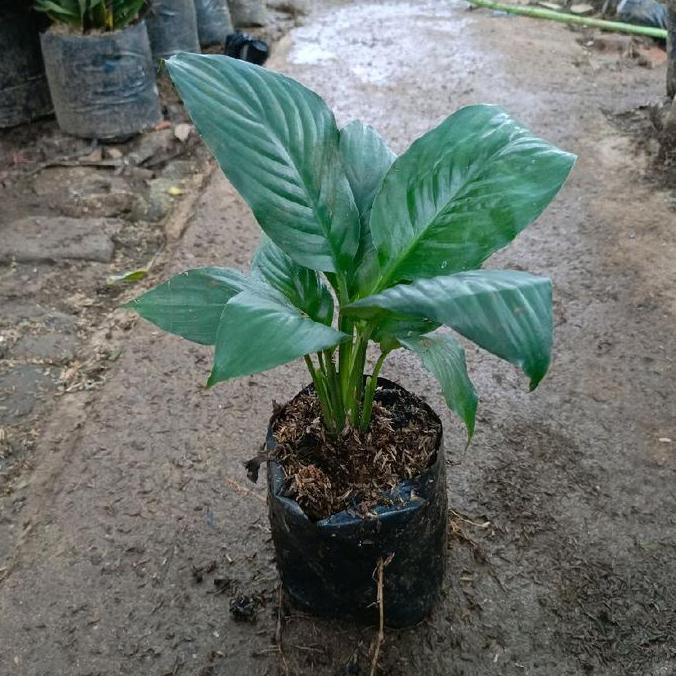 Promo Tanaman Hias Peace Lily Manaloa Spathifilum Bangkok Spatufilum Manaloa Cod