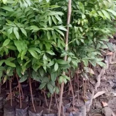 Promo Bibit Buah Kelengkeng Seedling Semai Biji Unggul Cod