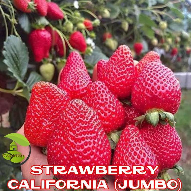 15 Butir - Benih Buah Strawberry Jumbo California Genjah Benih Bibit Strawberry Jumbo