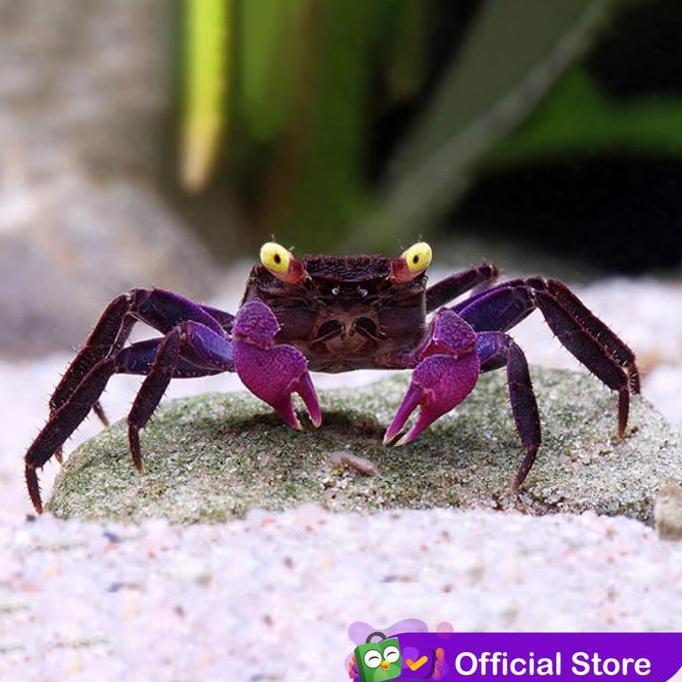 KEPITING AQUASCAPE / VAMPIRE CRAB