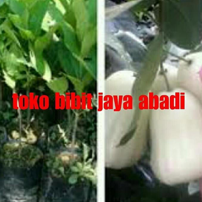 bibit tanaman buah jambu air salju putih super manis halal