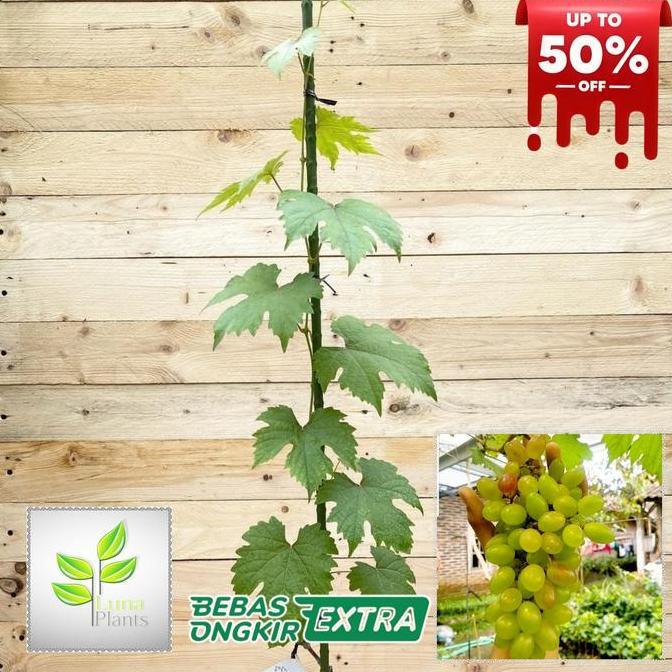 Gard- Paket 6 Bibit Anggur Import - Bibit Anggur Unggul - Bibit Buah Anggur