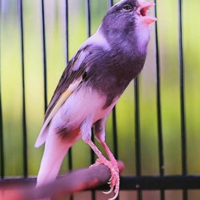 PRIMUS CANARY 300 GRAM PRIMUS KENARI PAKAN KENARI