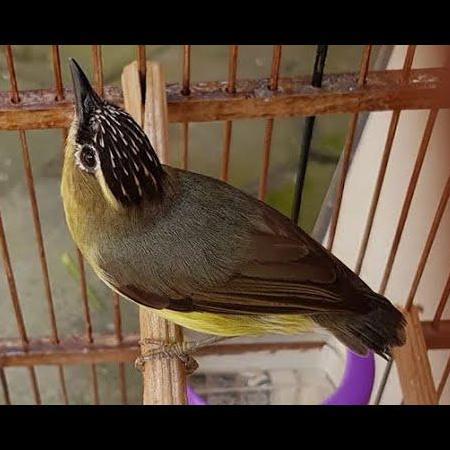 BURUNG OPIOR OPYOR JAMBUL BUNYI ISTIMEWA