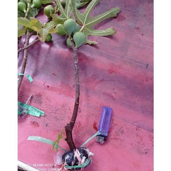 READY STOK bibit cangkok kondisi sudah BERBUAH. bibit pohon buah tin ara fig. buah surga. bibit buah