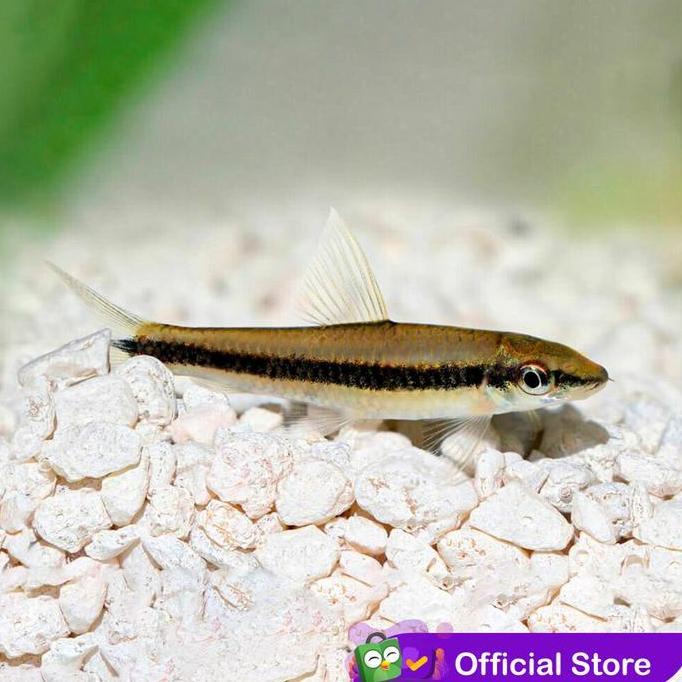 Fisher- Sae / Siamese Algae Eater / Pemakan Alga / Ikan Hias Air Tar