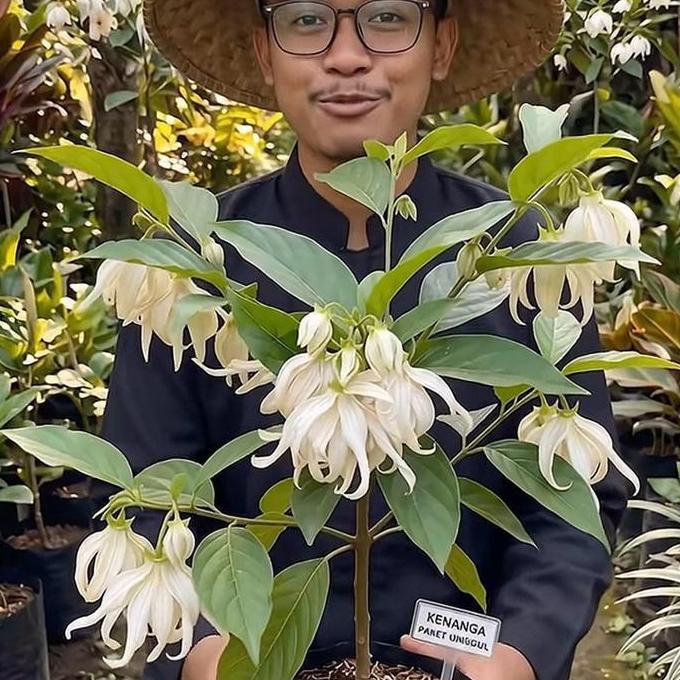 Bibit tanaman bunga kenanga putih mudah berbunga di pot