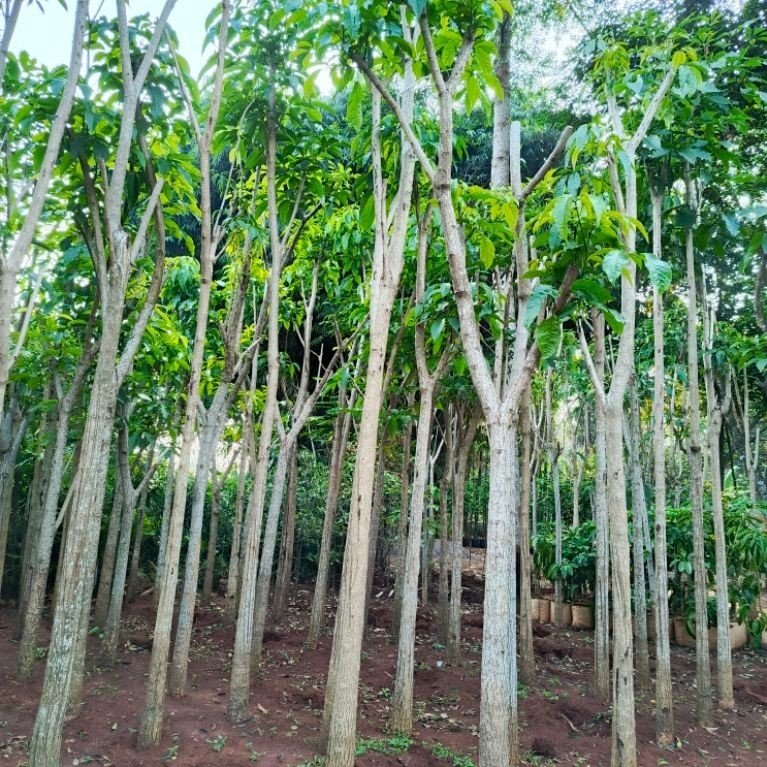 POHON TABEBUYA BUNGA PINK BATANG BESAR TINGGI 4-5 METER