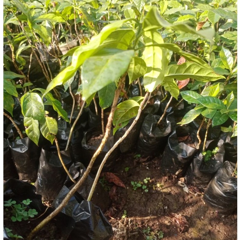 bibit kopi arabika