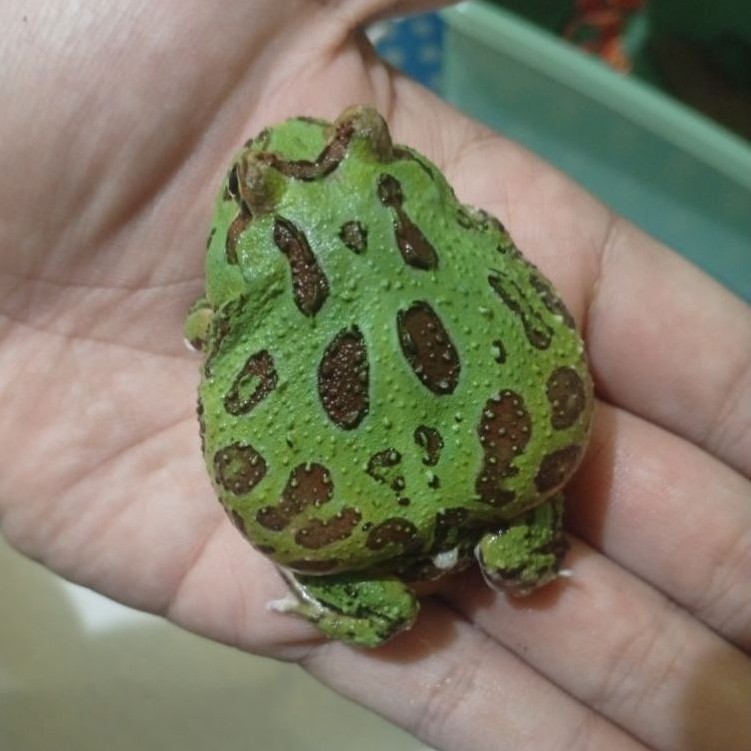 Hiasan Kodok Pacman Green