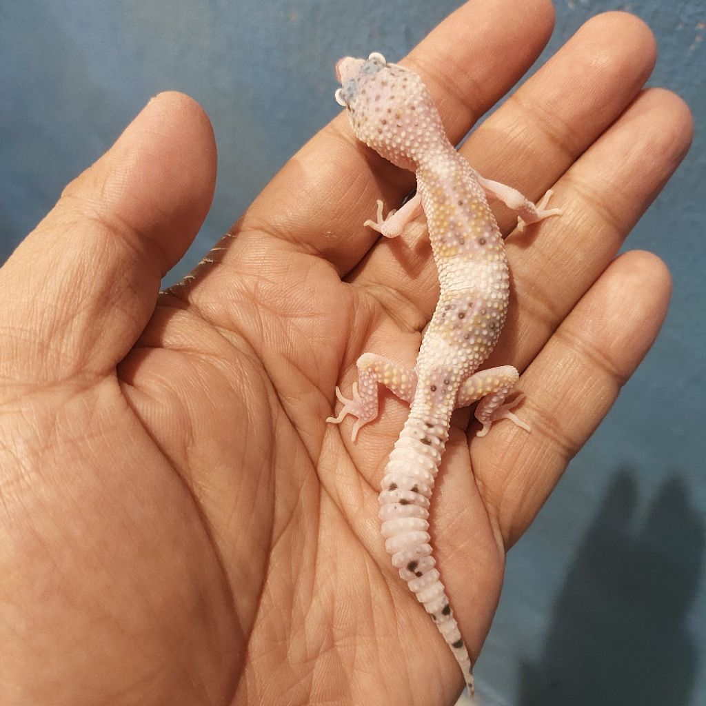 Mainan Leopard Gecko Mack Snow Eclipse