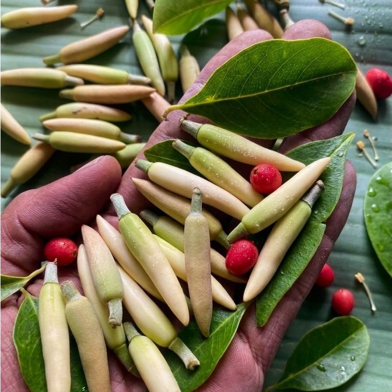 Bunga kantil segar dan fresh