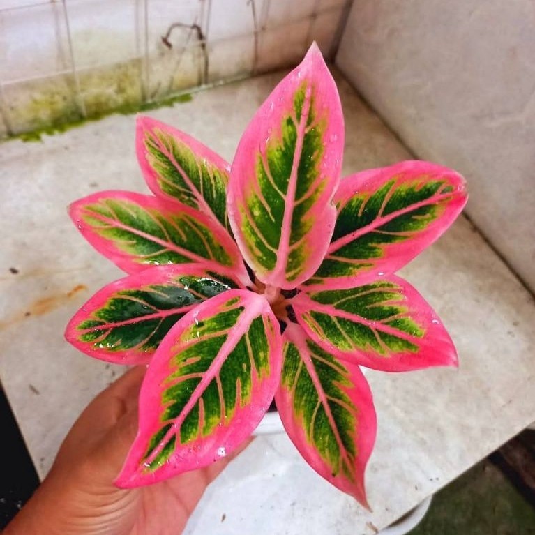 Bonggol Aglonema Lotus delight - Bibit Tanaman Hias Aglonema Lotus - Aglonema Lotus Murah Siap Tanam
