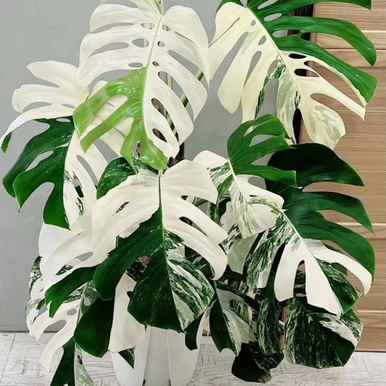 Bonggol Asli Monstera Albo Variegata Albino - Bibit Tanaman Hias Monstera Albo Variegata