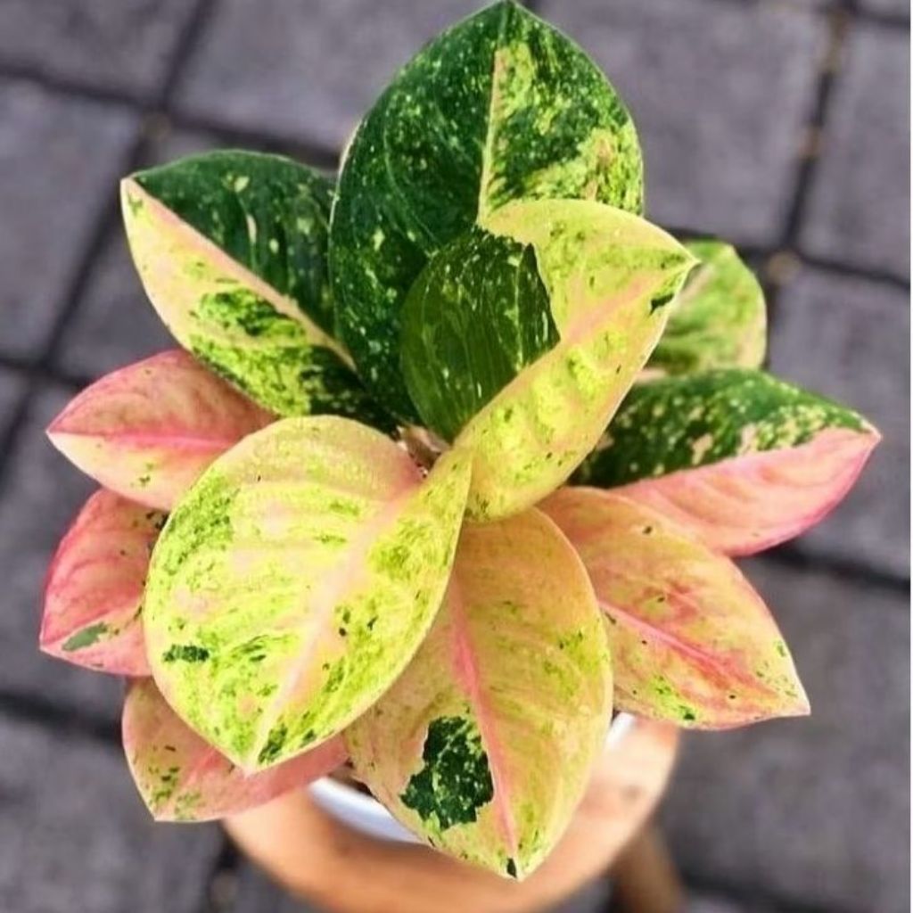 (PROMO)COD Bonggol Aglonema Emerald - Bibit Tanaman Hias Aglonema Berkualitas
