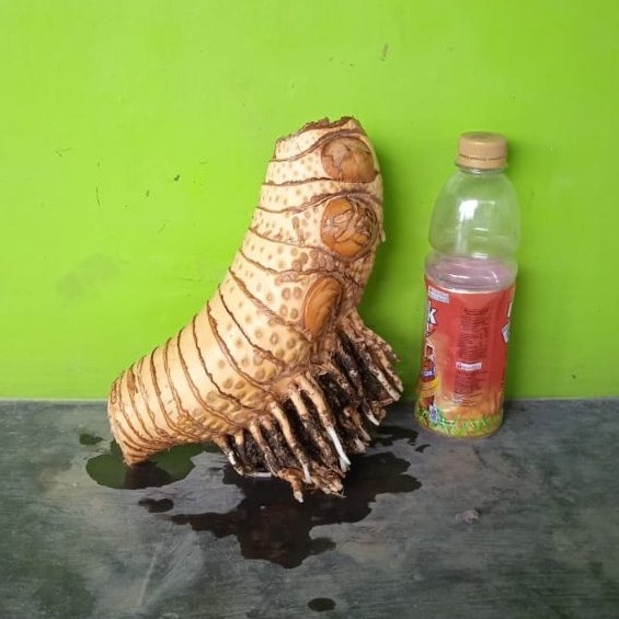Bahan bonsai bambu kuning