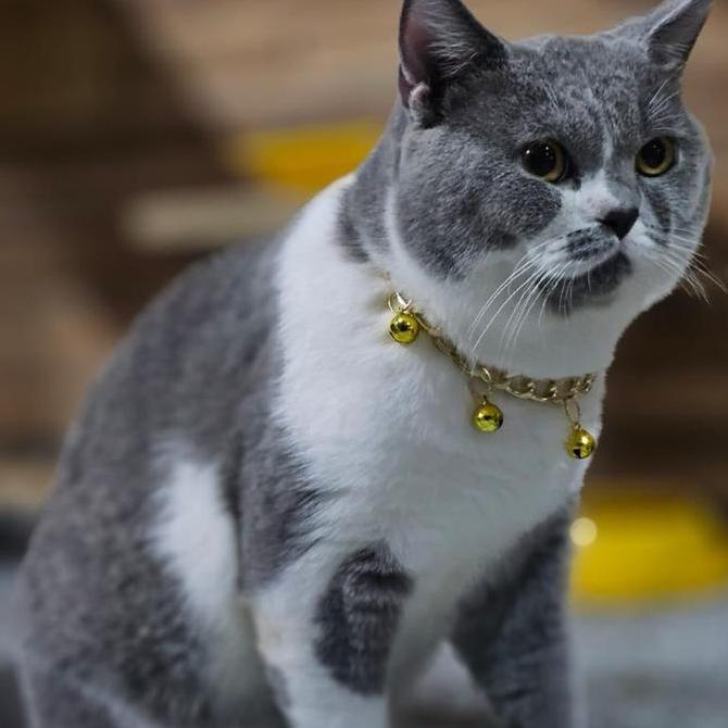 Kalung Kucing Preman Rantai Akrilik Lon 3 Ukuran 14Mm