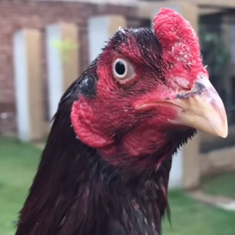 Prokalk Vit + Kalsium ayam suplemen & vitamin ayam laga 1 kg