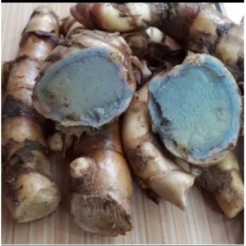 TEMU IRENG TEMU HITAM / TEMULAWAK HITAM