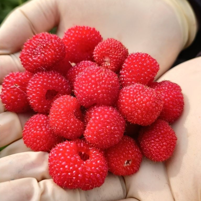 Buah segar Raspberry Fresh pack