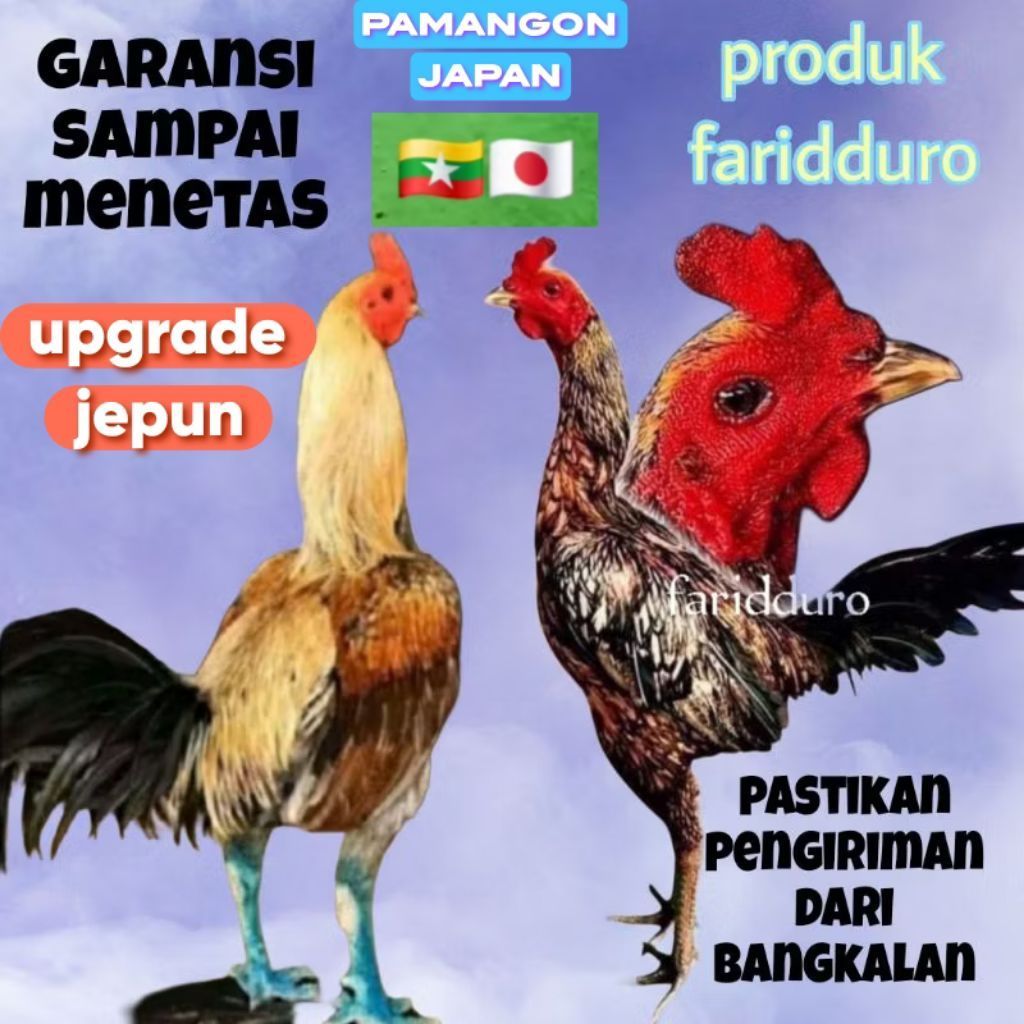 Telur tetas ayam aduan pamangon JEPUN / JAPAN fertil trah yokeree x saenkhon GARANSI FERTIL DAN GARA
