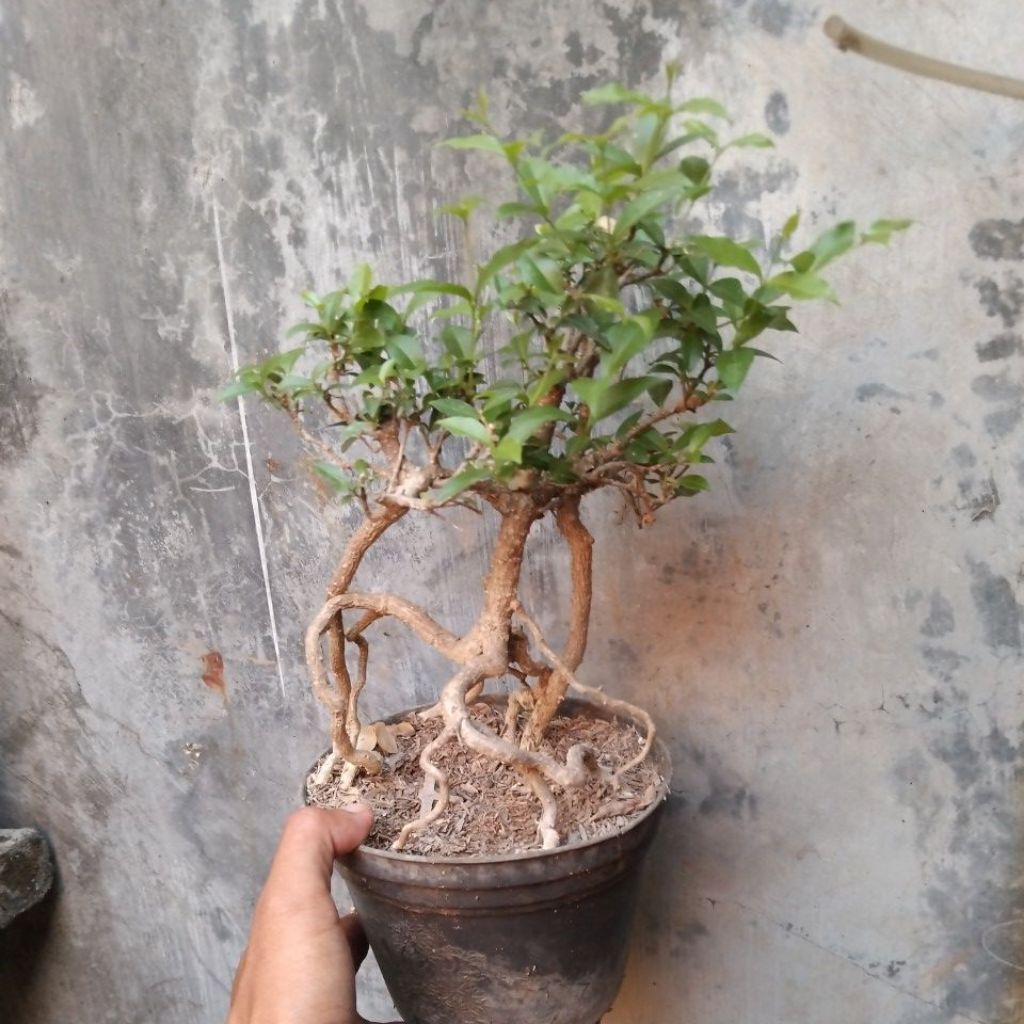 bonsai sakura micro