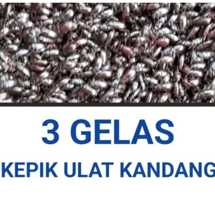 kepik ulat kandang/ frengki