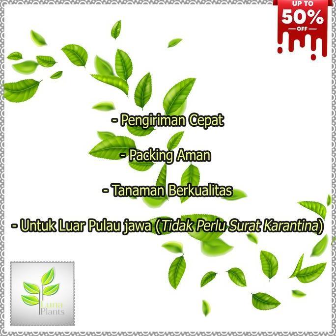 Clickgarden- Paket 6 Bibit Anggur Import - Bibit Anggur Unggul - Bibit Buah Anggur