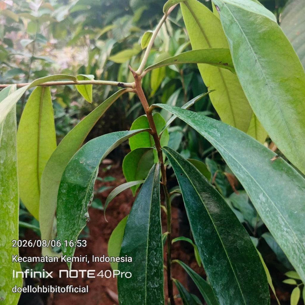 Bibit Tanaman Eboni Black Eboni Sulawesi Kayu Premium