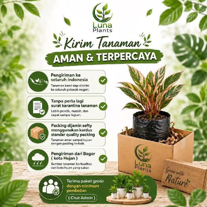 Promo bunga air mata pengantin bung merah - bibit tanaman bunga rambat Diskon