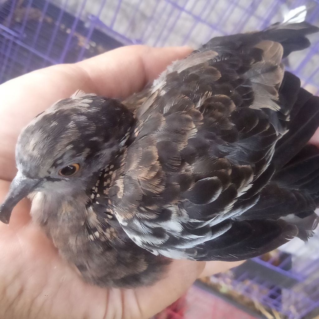Burung Tekukur Blorok Derkuku Deruk Super Spesial Hidup - Rare Item Warna Langka, Suara Merdu & Jina