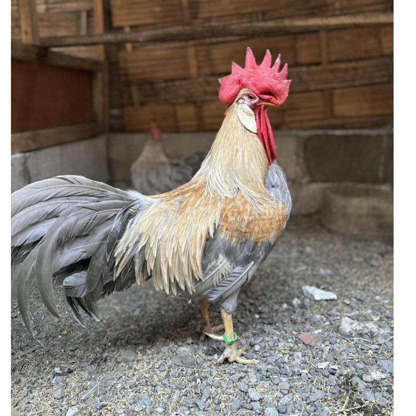 Telur tetas ayam ISABEL LEGHORN  - Telur tetas ayam kampung italy