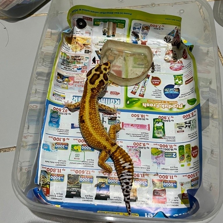 Mainan Leopard Gecko Dewasa Premium Sehat Bebas pilih