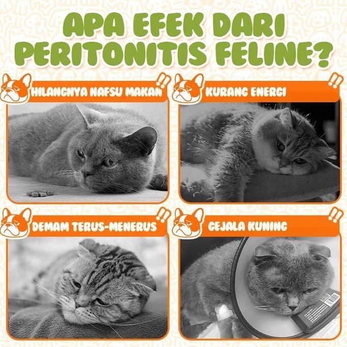 Cassiel Pet Anti Virus Obat FIP Kucing Fip Tablet (Fip Basah - Fip Kering - Fip Neuro) (1 Kotak)