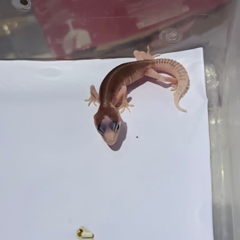 Leopard Gecko Morph Premium lucu cocok untuk pemula