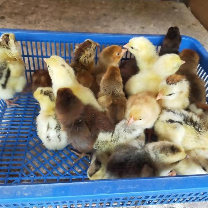 DOC AYAM KAMPUNG YUDISTIRA ISI 20