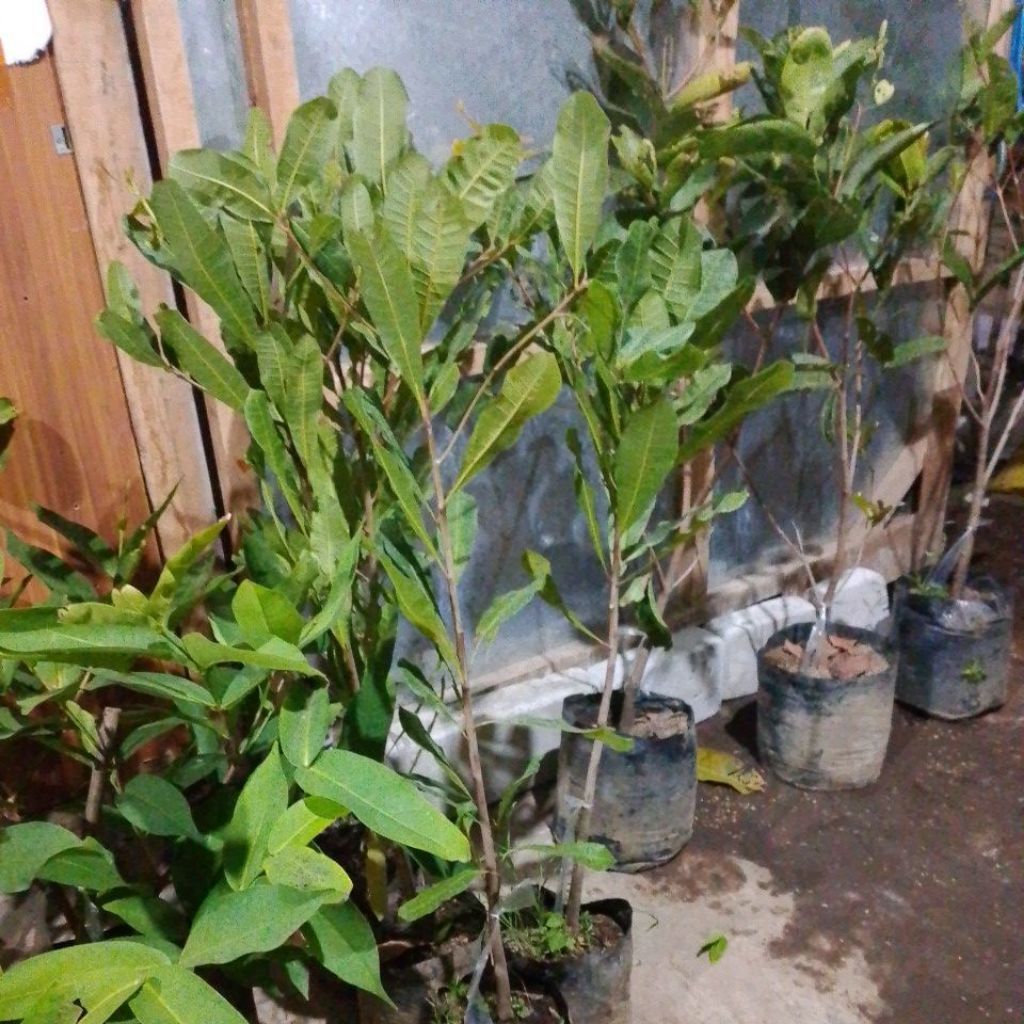 Bibit Jambu Mete Rimbun Tinggi Hasil Okulasi Siap Berbuah