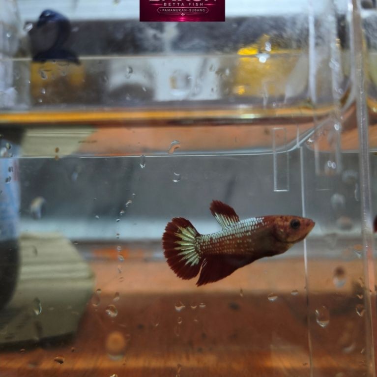 Fccp HMPK Female Ikan Cupang